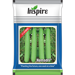 Bottle Gourd Seeds – Hemadri* | Inspire Crop Sciences Private Limited