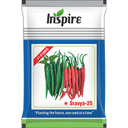 Chilli Seeds – Sravya-25* | Inspire Crop Sciences Private Limited