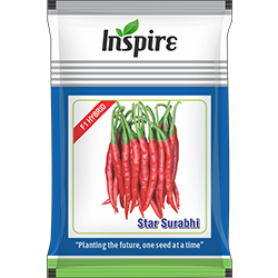 Chilli Seeds – Surabhi* | Inspire Crop Sciences Private Limited