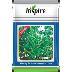 Cluster Bean Seeds – Rubeena* | Inspire Crop Sciences Private Limited