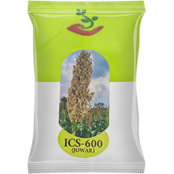 Jowar Seeds – ICS-600* | Inspire Crop Sciences Private Limited