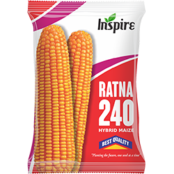 Maize Seeds – Ratna-240 | Inspire Crop Sciences Private Limited