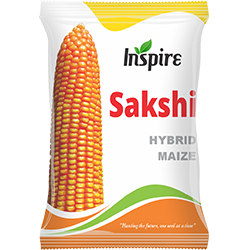 Maize Seeds – Sakshi* | Inspire Crop Sciences Private Limited