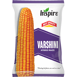 Maize Seeds – Varshini* | Inspire Crop Sciences Private Limited
