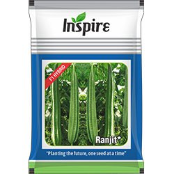 Ridge Gourd Seeds – Ranjit* | Inspire Crop Sciences Private Limited
