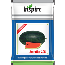 Watermelon Seeds – Amrutha-395* | Inspire Crop Sciences Private Limited